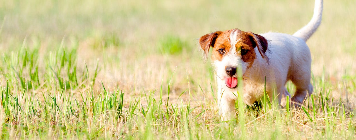 Snack Inspired Dog Names Popular Male and Female Names Wag!